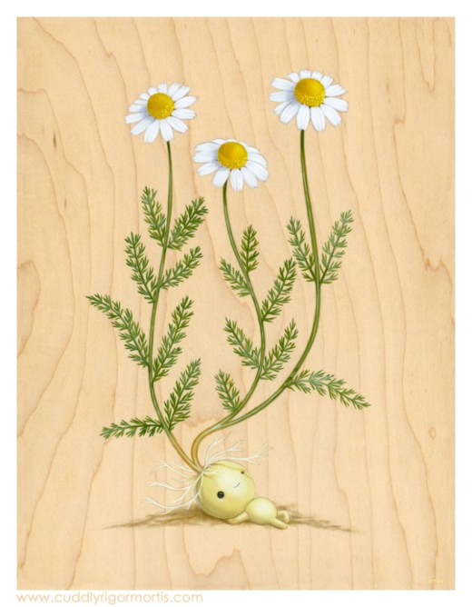 Emily Chamomile